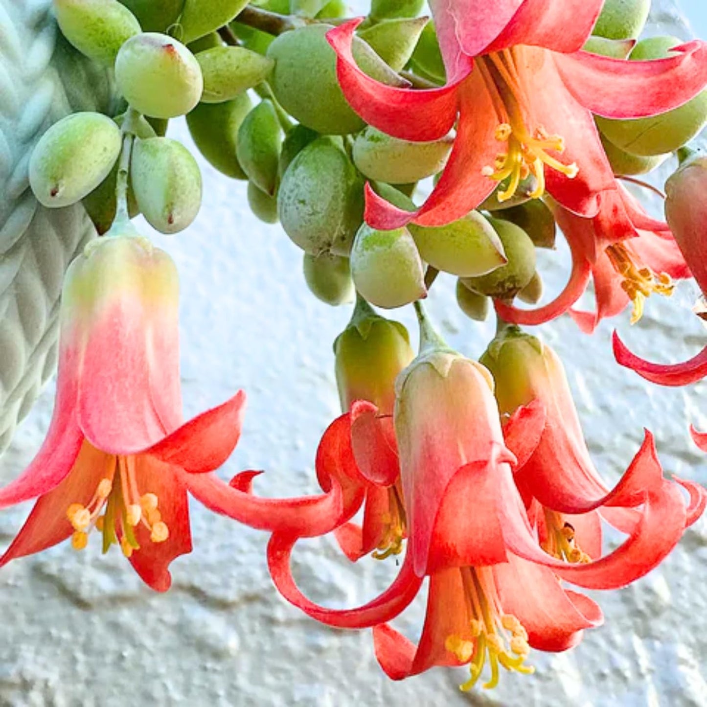 2" Pot Cotyledon Pendens Succulent Plant Live, Trailing Succulent House Plant for Home Office Decoration, Rare Indoor Live Plant