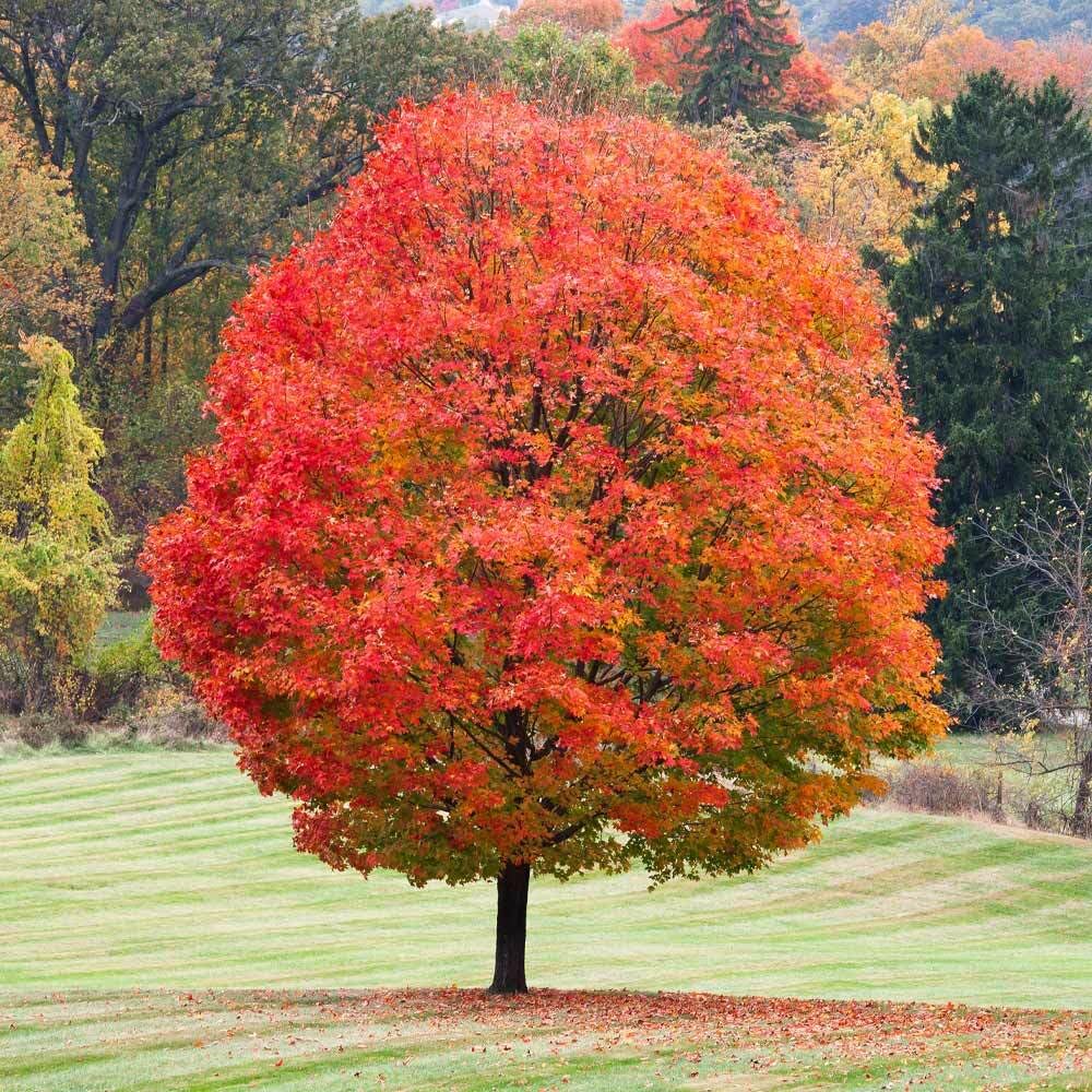 Live Plant - Sugar Maple Tree - 24-36" Tall Seedling, 2-3 Ft Tall Live Plant - Acer Saccharum