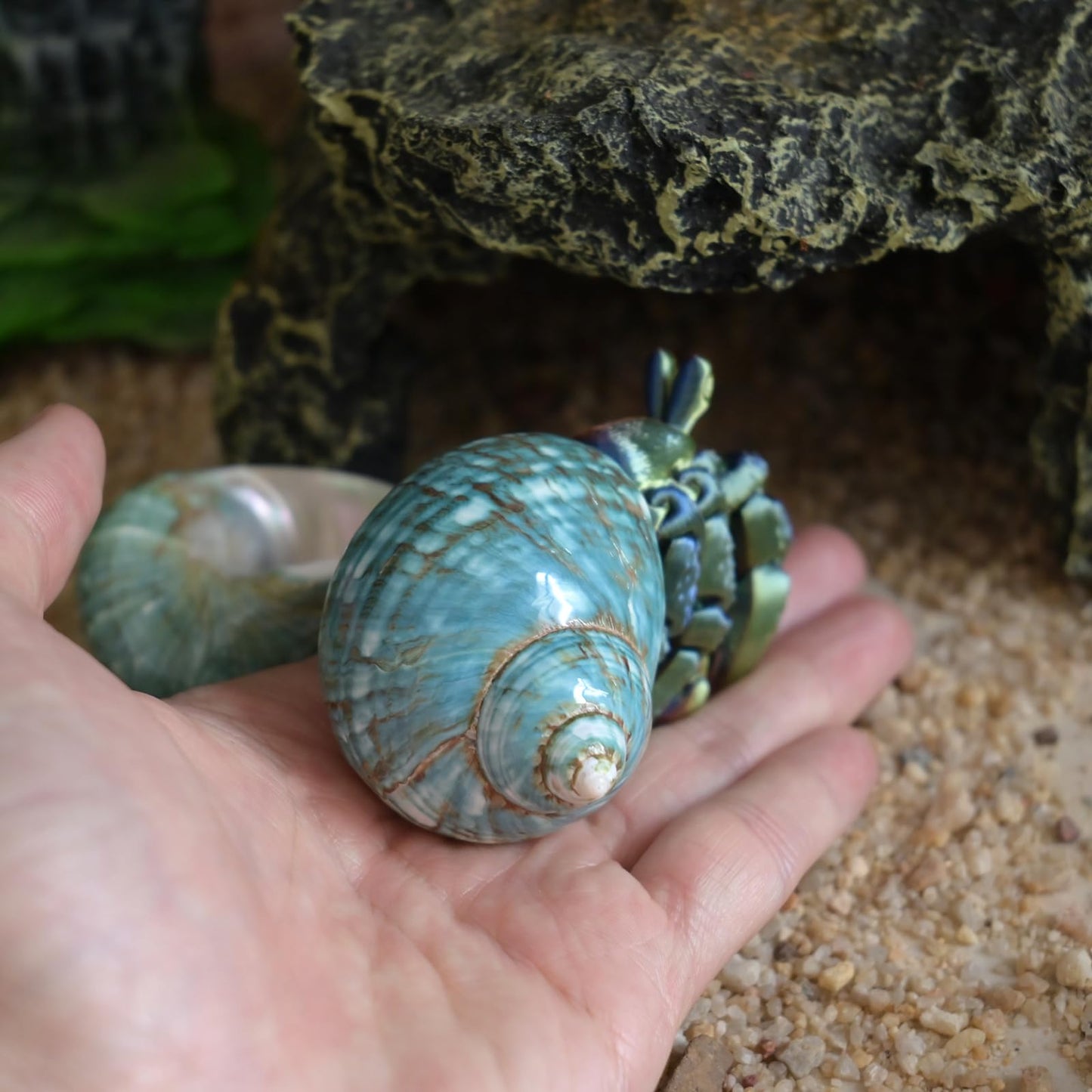 2pcs Medium Hermit Crab Shells, M Size Opening 1", Natural Sea Conch, Turbo Seashells for Hermit Crab Supplies and Beach Aquarium Decoration Sea Shell (2pcs Green, M)