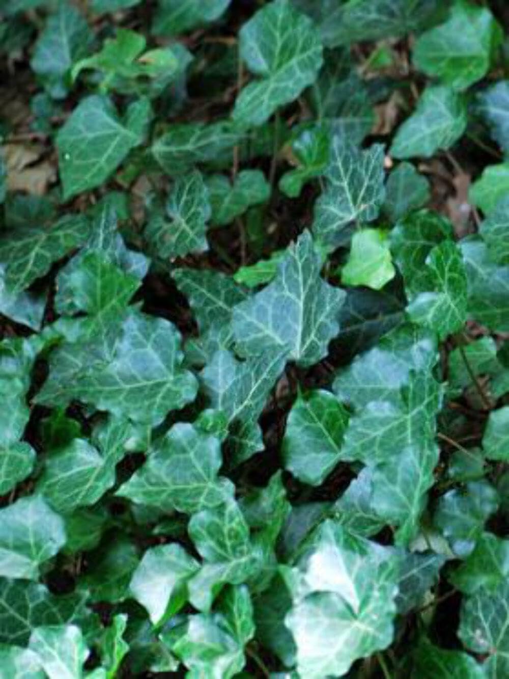 Hedera Helix (English Ivy)