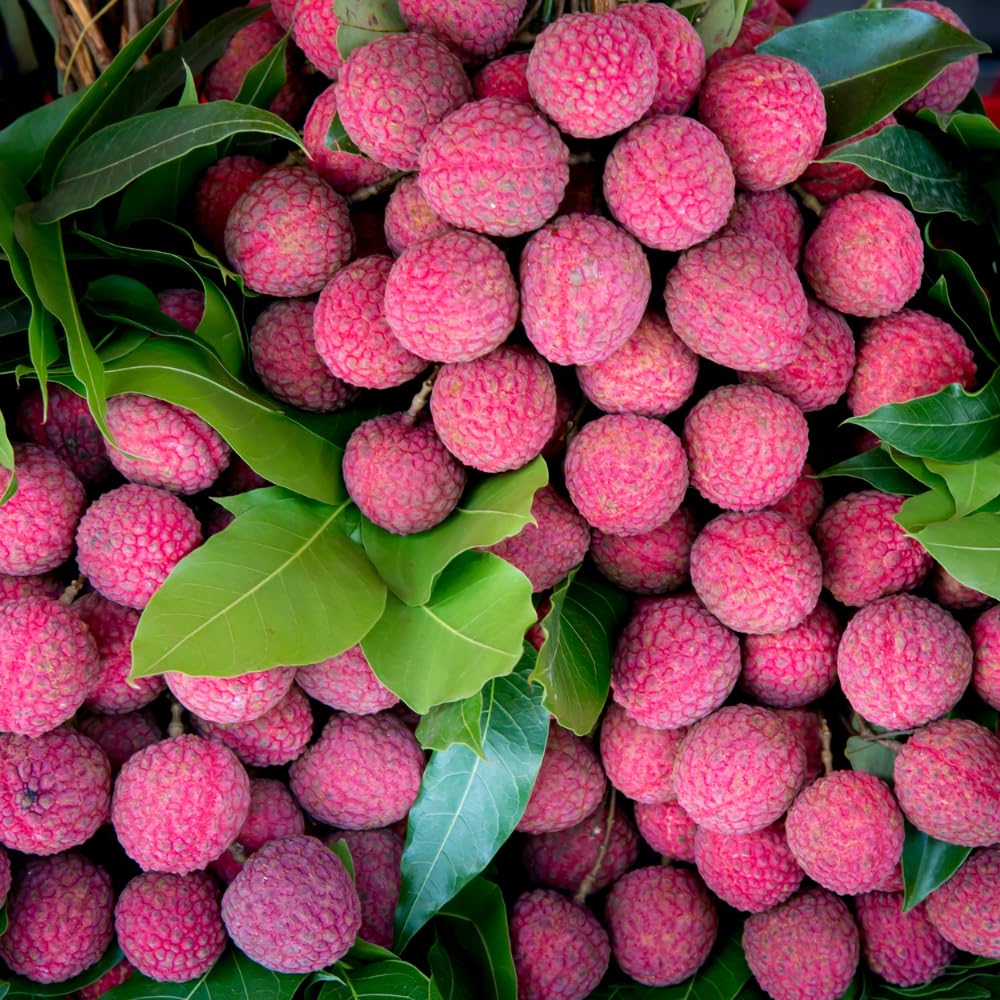 Lychee Tree Live Plant, 3 Gallon Pot, Grafted Lychee Tree, 3-4 Ft Tall Tropical Sweet Litchi Fruits Plant, No Ship to CA