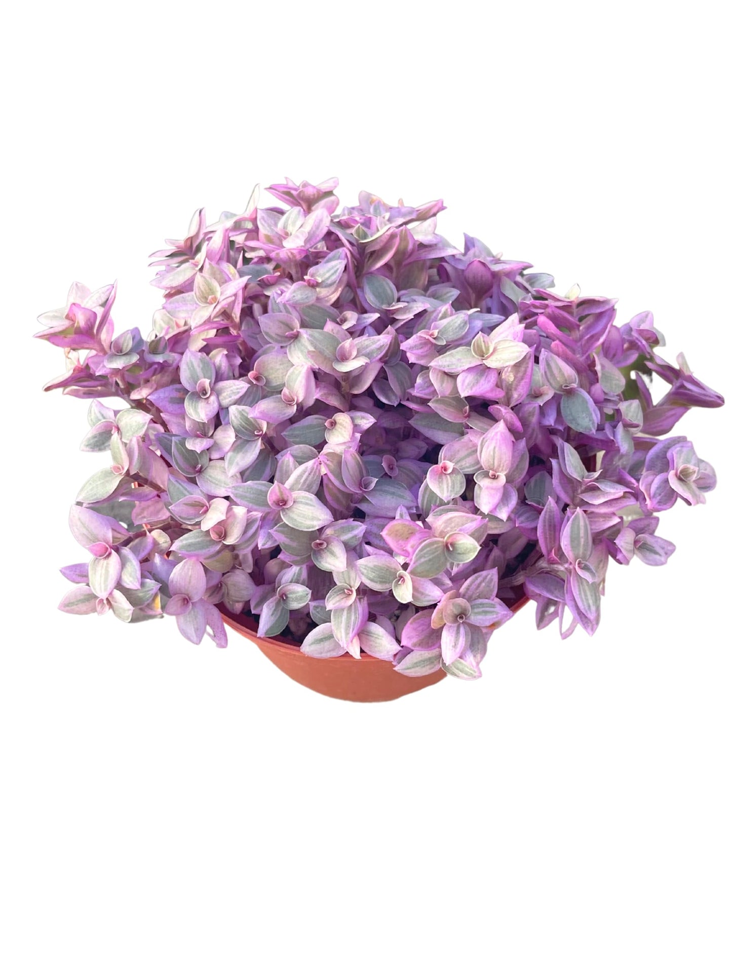 Live Succulent 4" Callisia Repens Pink Lady Turtle Vine, Succulents Plants Live Fully Rooted House Plant for Home Office Decoration, DIY Projects by The Succulent Cult