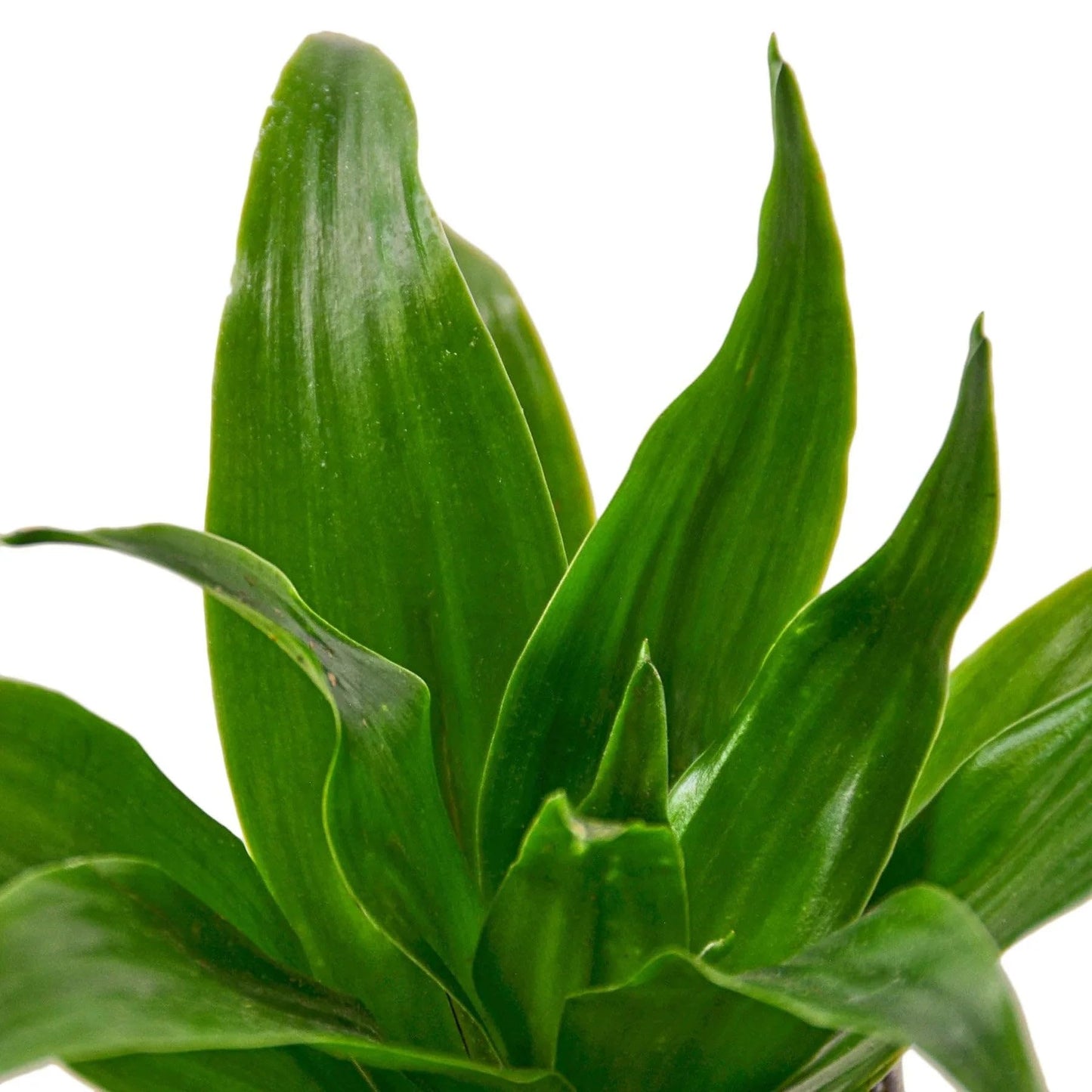 Dracaena Janet Craig | Live Plant for Indoor & Outdoor | for Living Room, Office, Bathroom | (4" Pot)