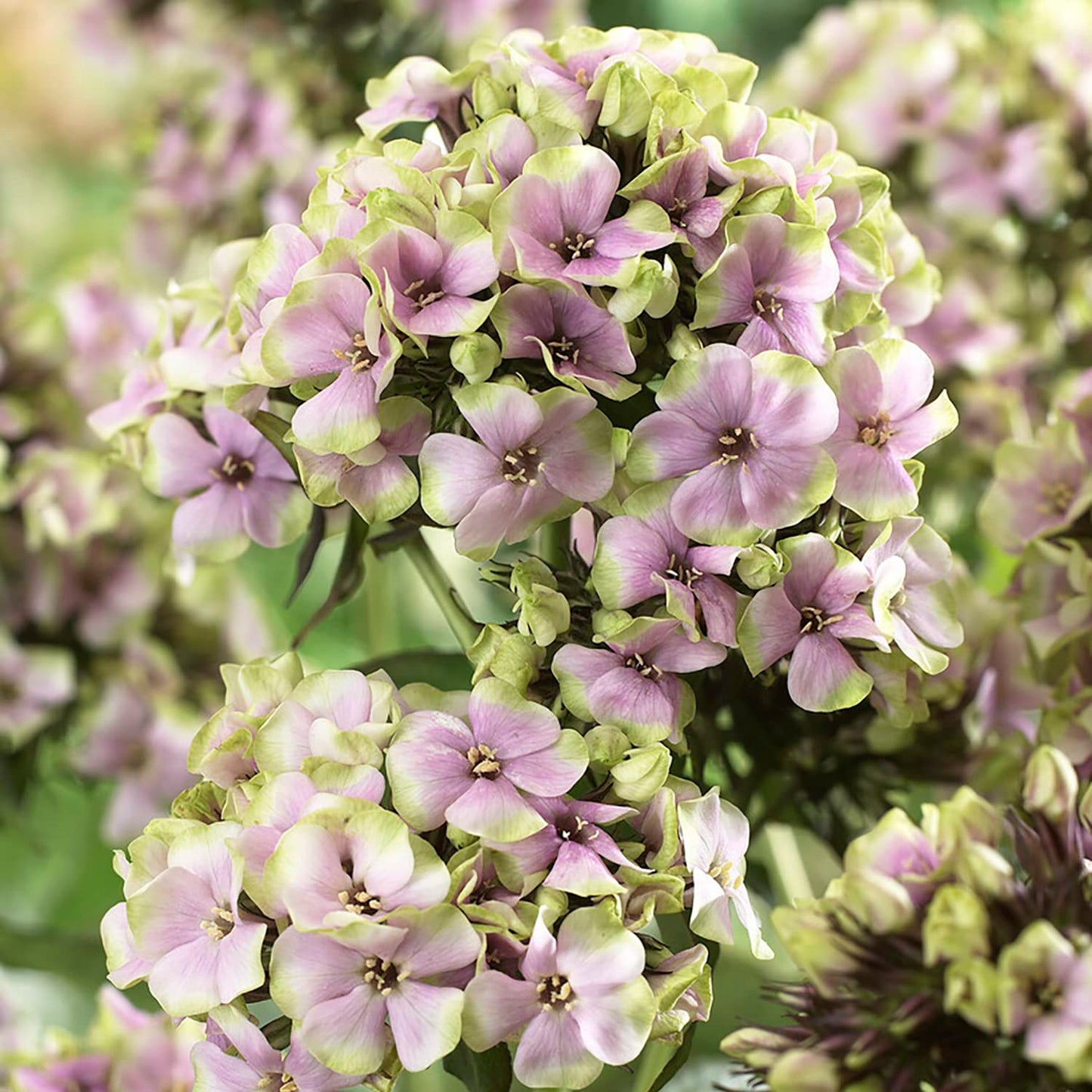 Van Zyverden Tall Phlox Paniculata Starburst Set of 5 Roots
