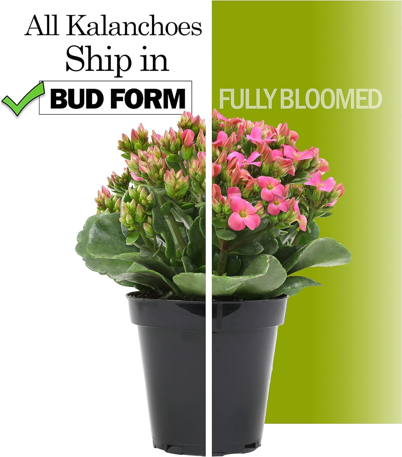 Kalanchoe Flower Plants 3PK in Terracotta Pots, Desk Plant Decor, Live Succulent Gifts for Plant Lovers, Kalanchoe Plants Live Houseplants, Live Succulents Plants Live Flowers by Plants for Pets