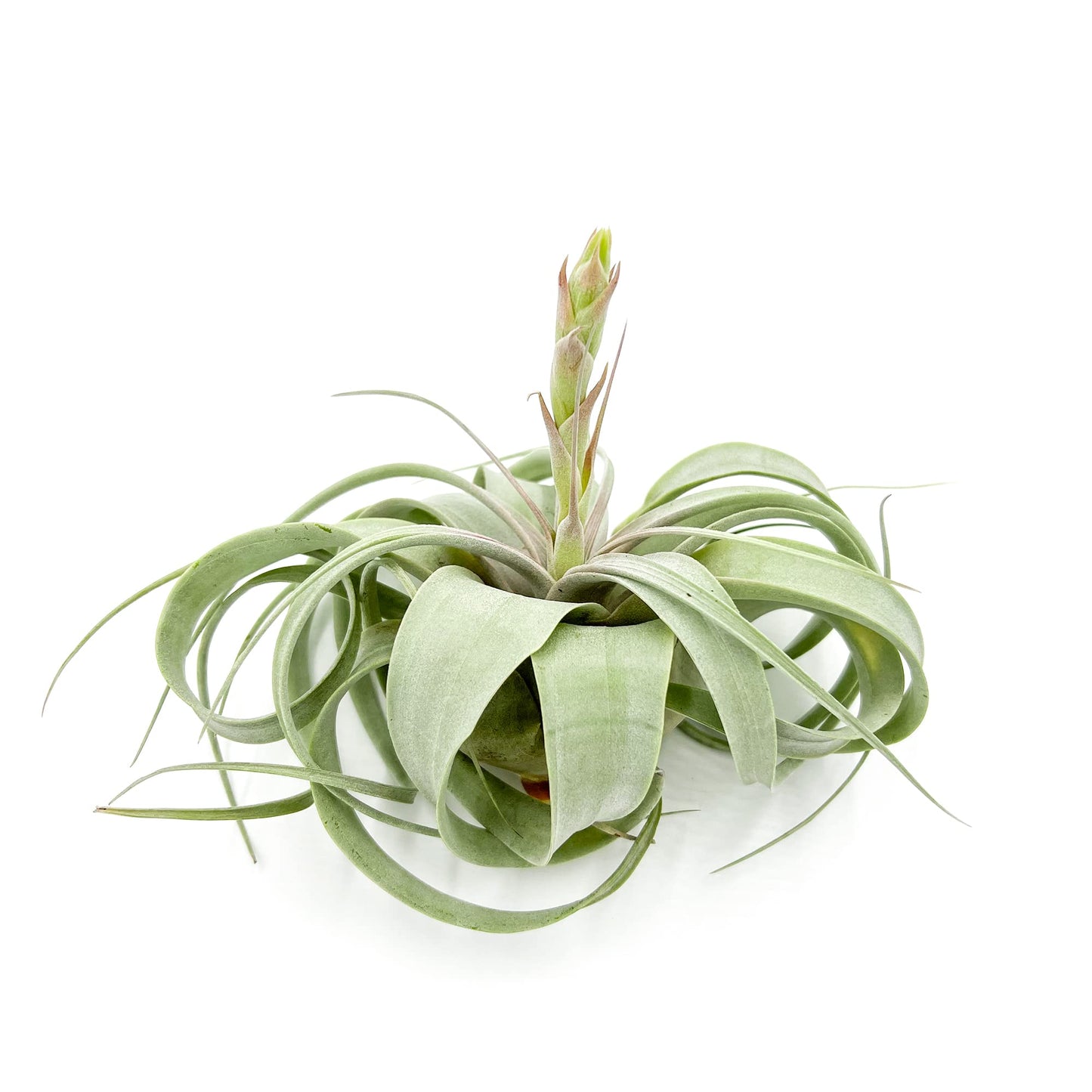 ragnaroc Air Plants - Flowering Tillandsia Xerographica, Large 5" - 1ct - Live Arrival Guaranteed - House Plants for Home Decor & Gift