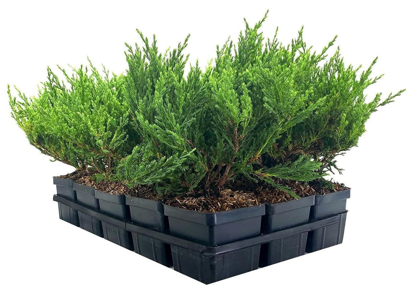 Juniper Andorra Compacta | 3 Live 4 Inch Pots | Juniperus horizontalis ‘Andorra Compacta’ | Low-Growing Evergreen Ground Cover | Drought-Tolerant Landscaping Plants