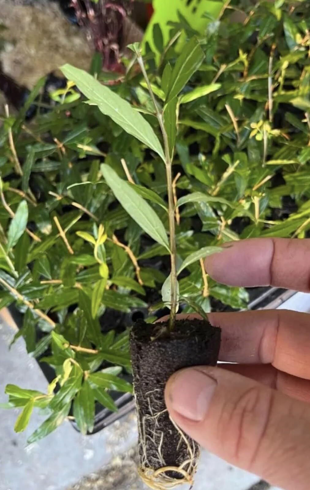 Live Plant - Salavatsky-Azadi-Afganski Pomegranate (Punica sp.) 3 Plant Plugs