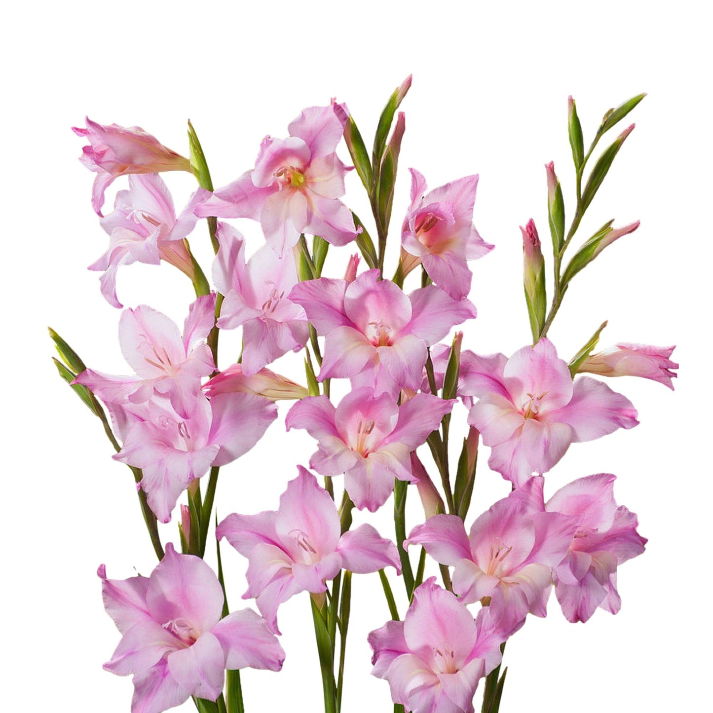 Easy to Grow Hardy Gladiolus Charming Lady 10 Bulbs - Light Pink Flowers Bloom in Spring to Summer Sun