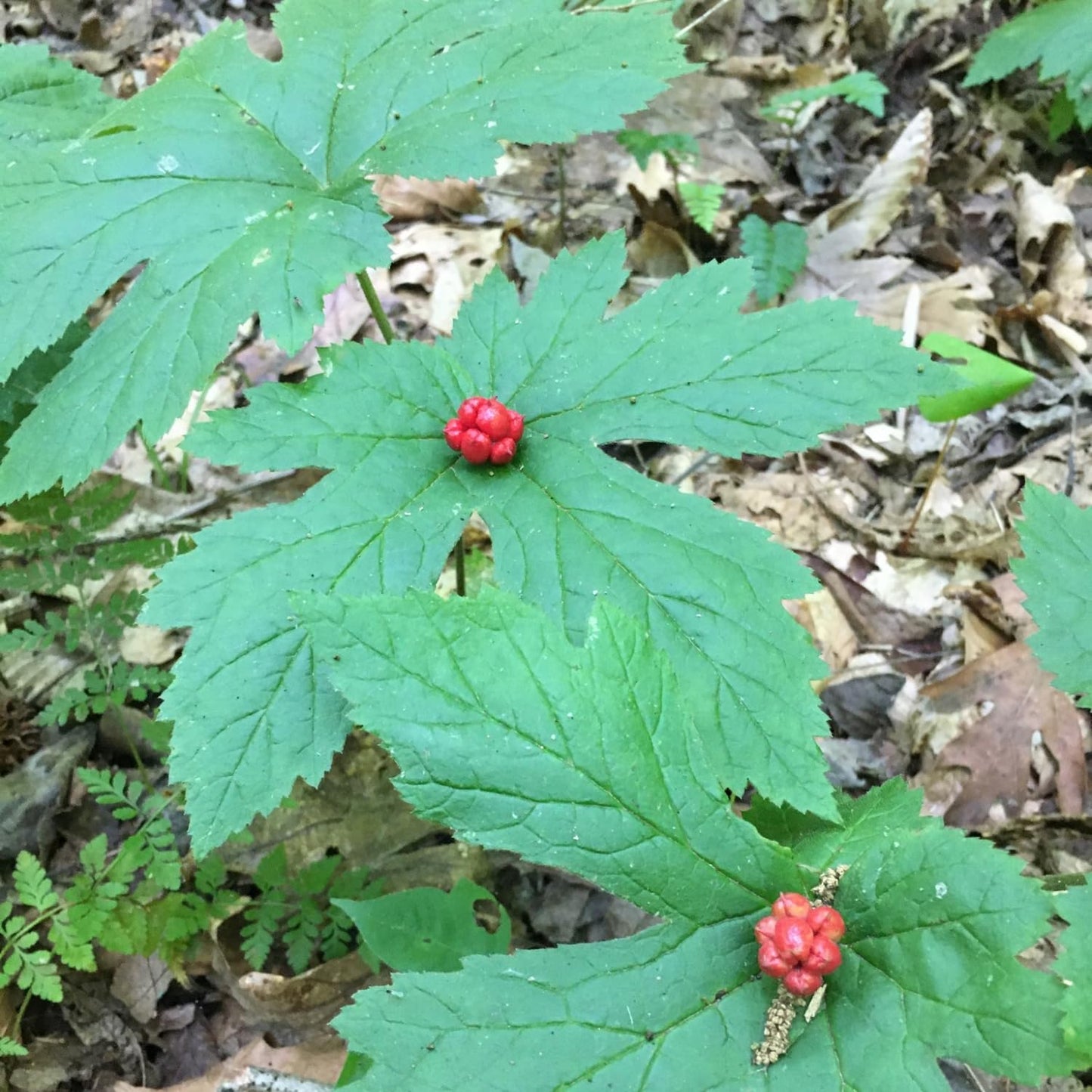 Pack 10 Goldenseal Roots, Golden Seal Live Plants for Outdoor Growing