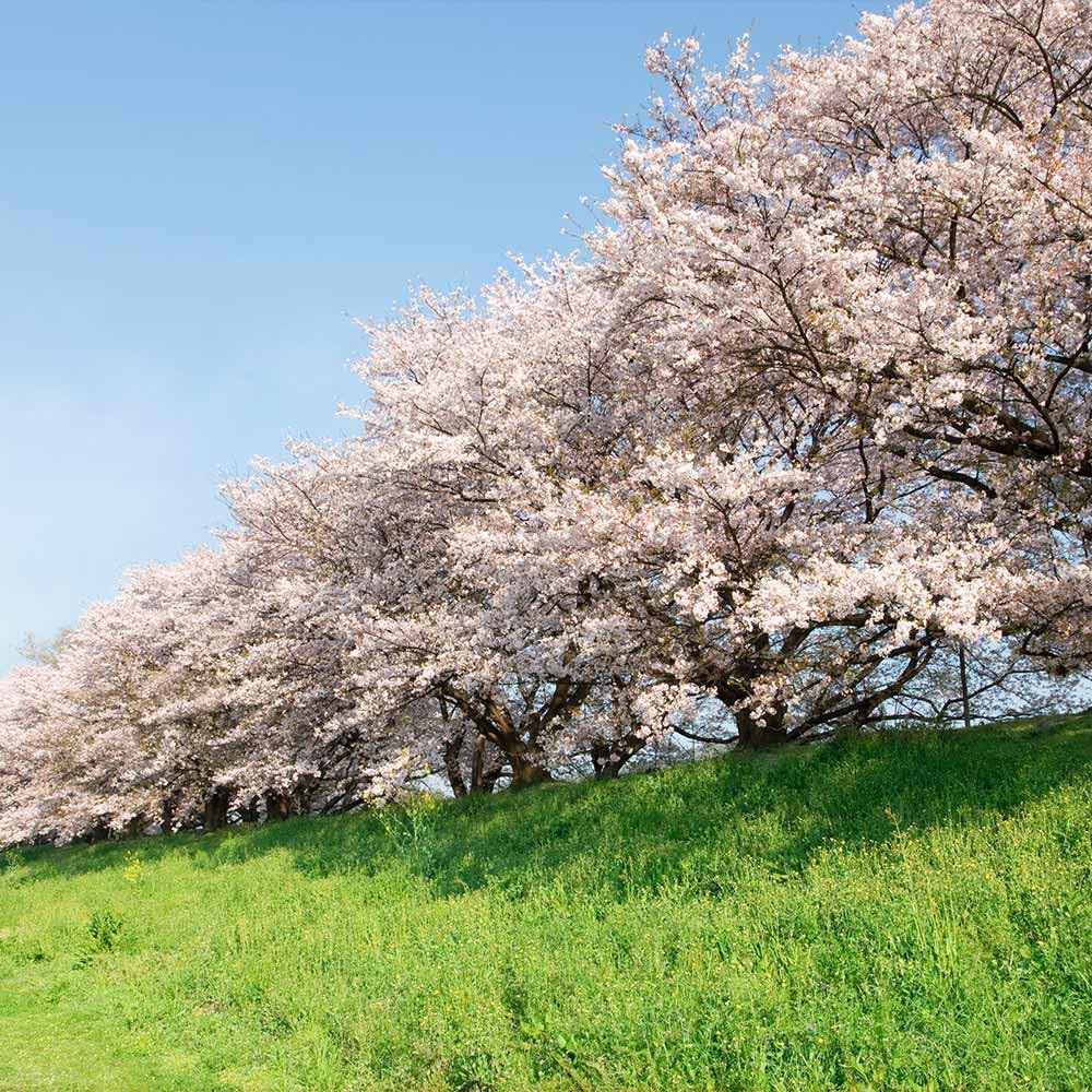 Brighter Blooms - Yoshino Cherry Tree, 4-5 ft. - No Shipping to AK, AZ, CA, CO, HI, ID, OR, WA