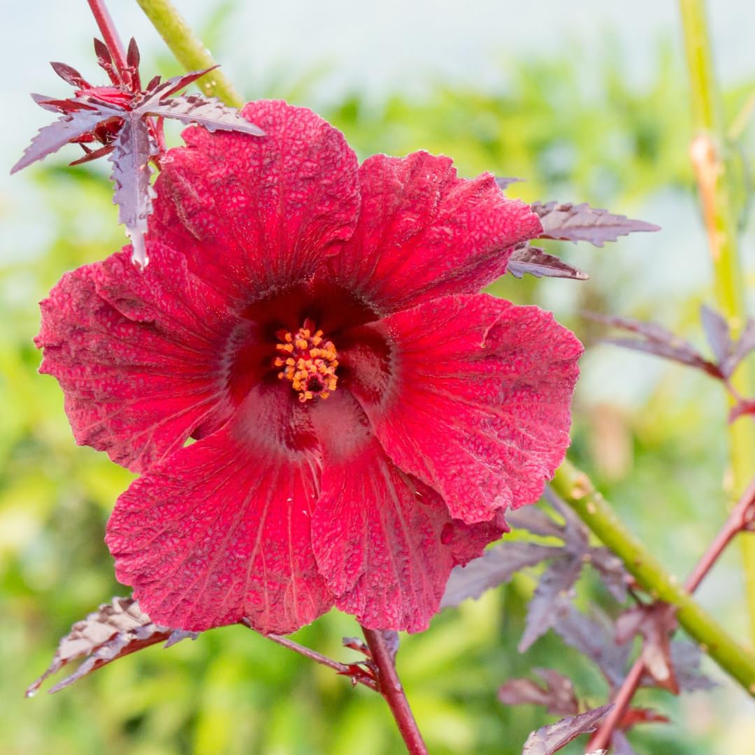 2 Cranberry Hibiscus Live Plants, 4–6 Inch Tall, Ornamental Flowering Plants for Garden, Patio, and Container Growing