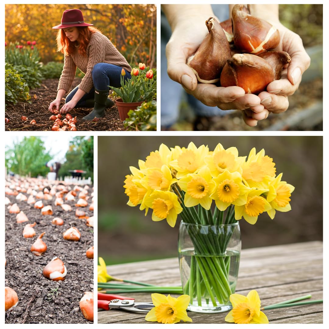 5 Yellow Daffodil Bulbs - Large Giant Narcissus Flowers | Easy to Grow Fall Planting Bulbs for Vibrant Spring Blooms
