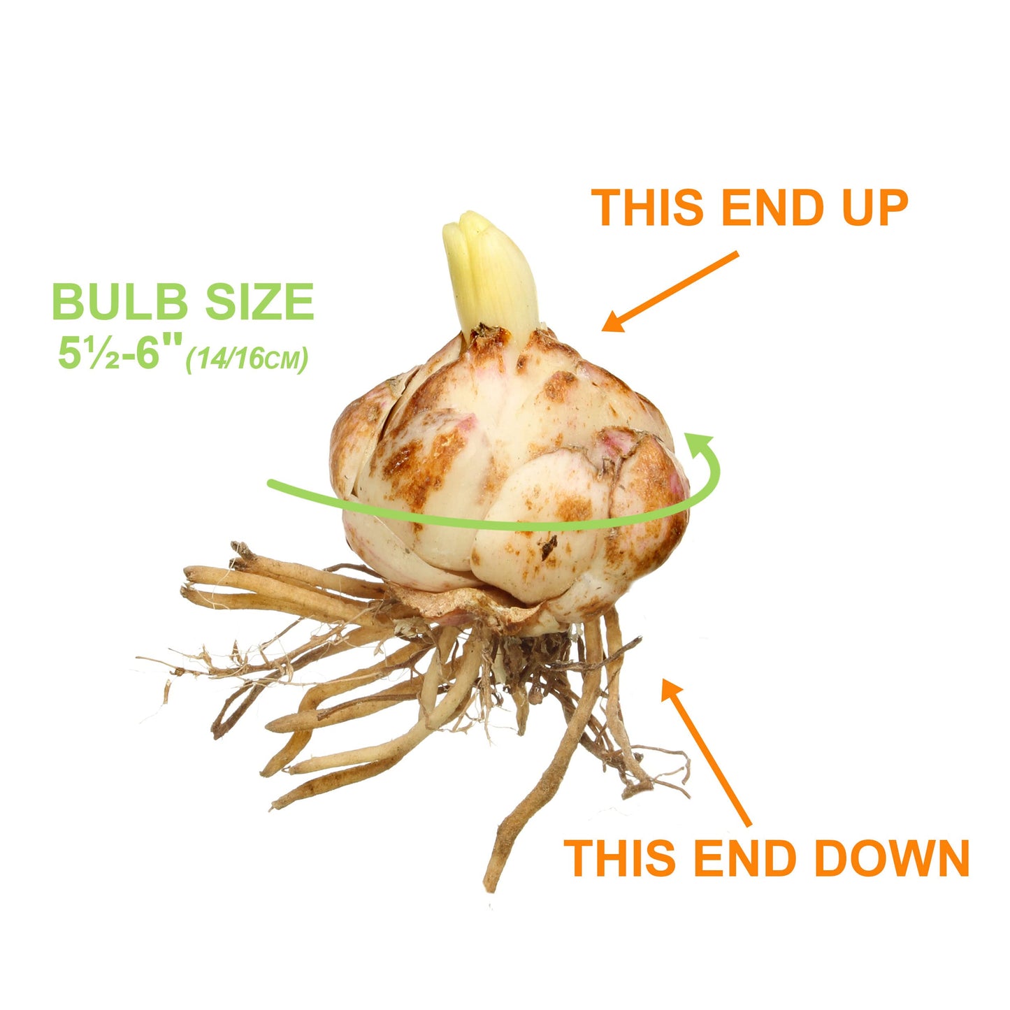 Garden State Bulb Mixed Oriental Lily Flower Bulbs, 14/16cm, Spring Planting (Bag of 20)