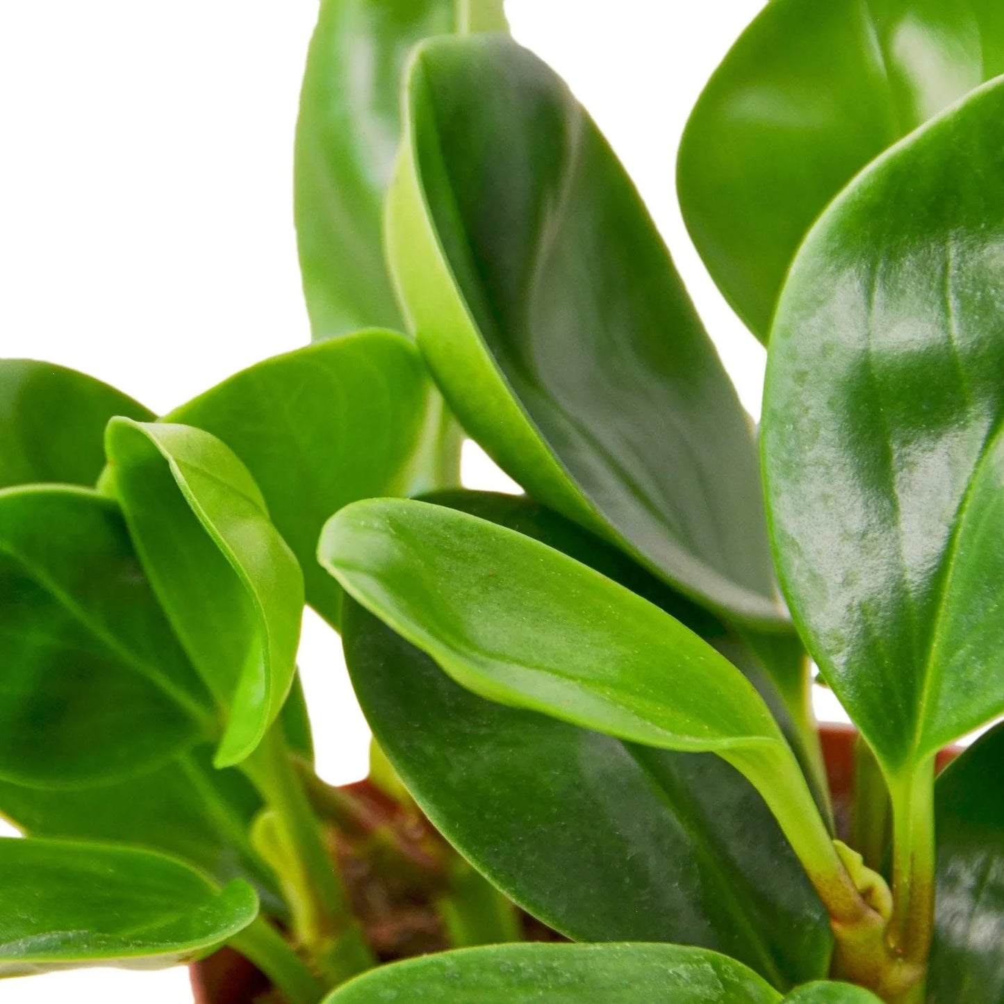 Peperomia Thailand | Live Plant for Indoor & Outdoor | for Living Room, Office, Bathroom | (3" Pot)