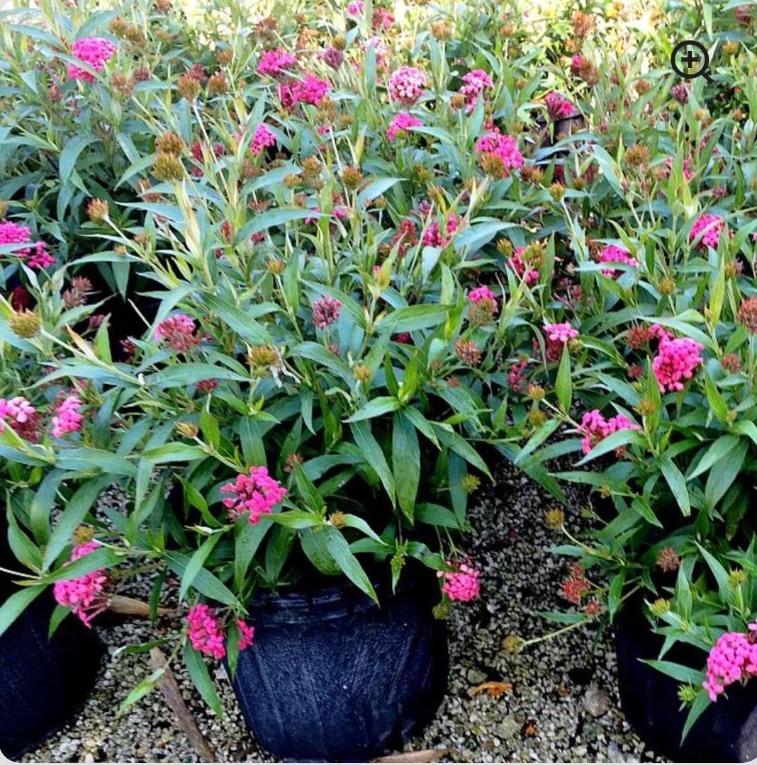 RedCrocus - RedCrocus Panama Rose Rondeletia Leucophylla | Vibrant Red Blooms, Full Sun to Partial Shade | Attracts Pollinators | Container & Border Planting 10" Pot