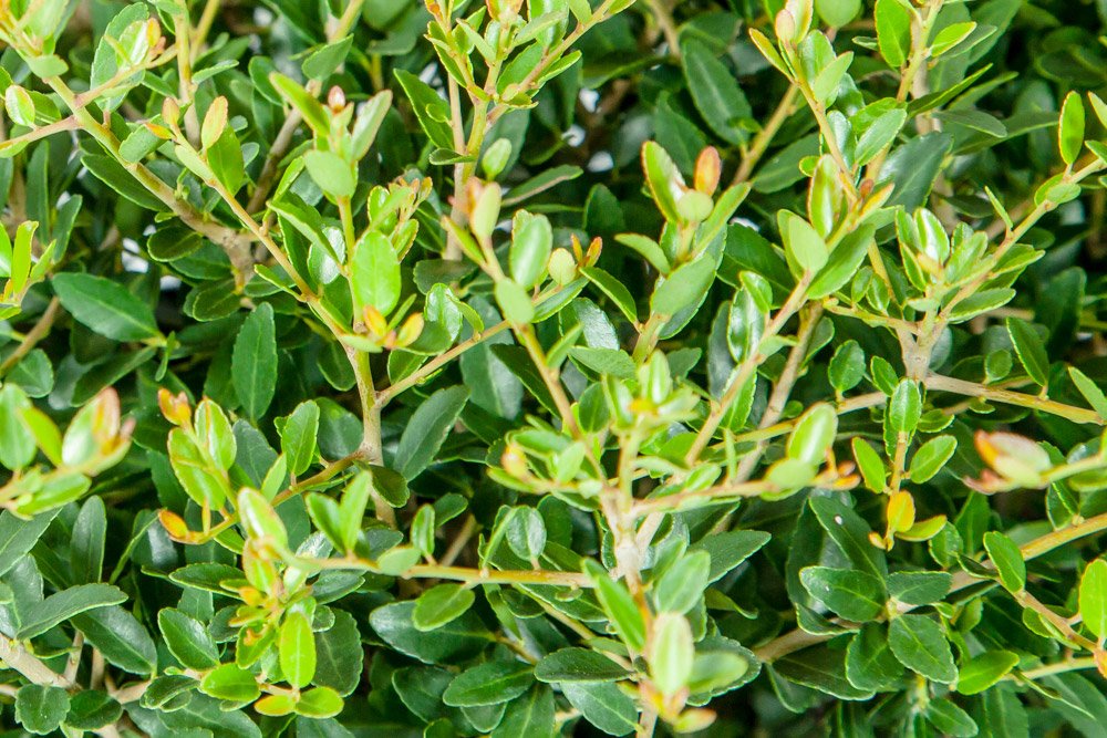 Schilling Holly 3 Gallon