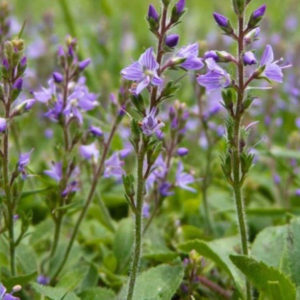 Palm Beach Medicinal Herbs - Speedwell (Veronica officinalis) - Packet of 30 Seeds