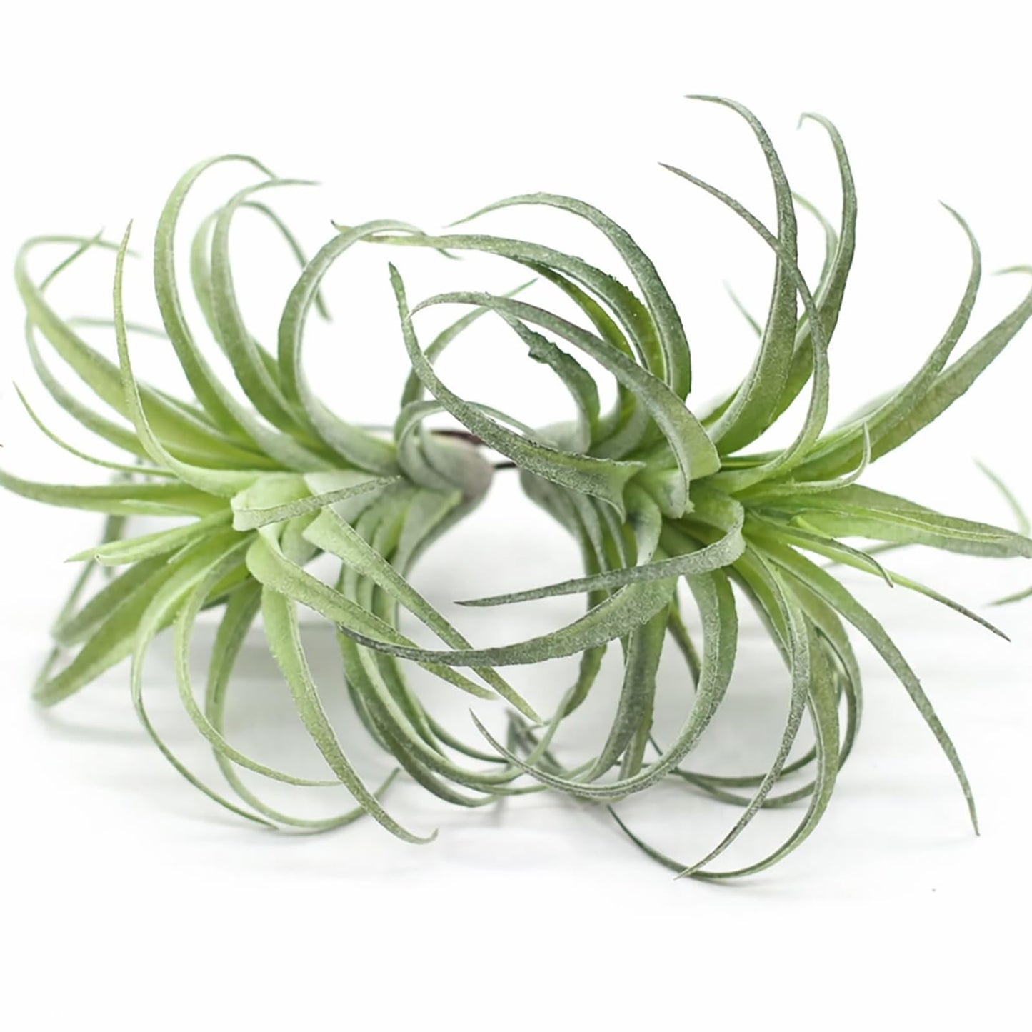2 Pack Artificial Air Plants, Realistic Looking Faux Tillandsia Succulents Plants for Home Decor, Indoor Outdoor Garden, Terrarium, Office Desk, Wedding Displays (Green)