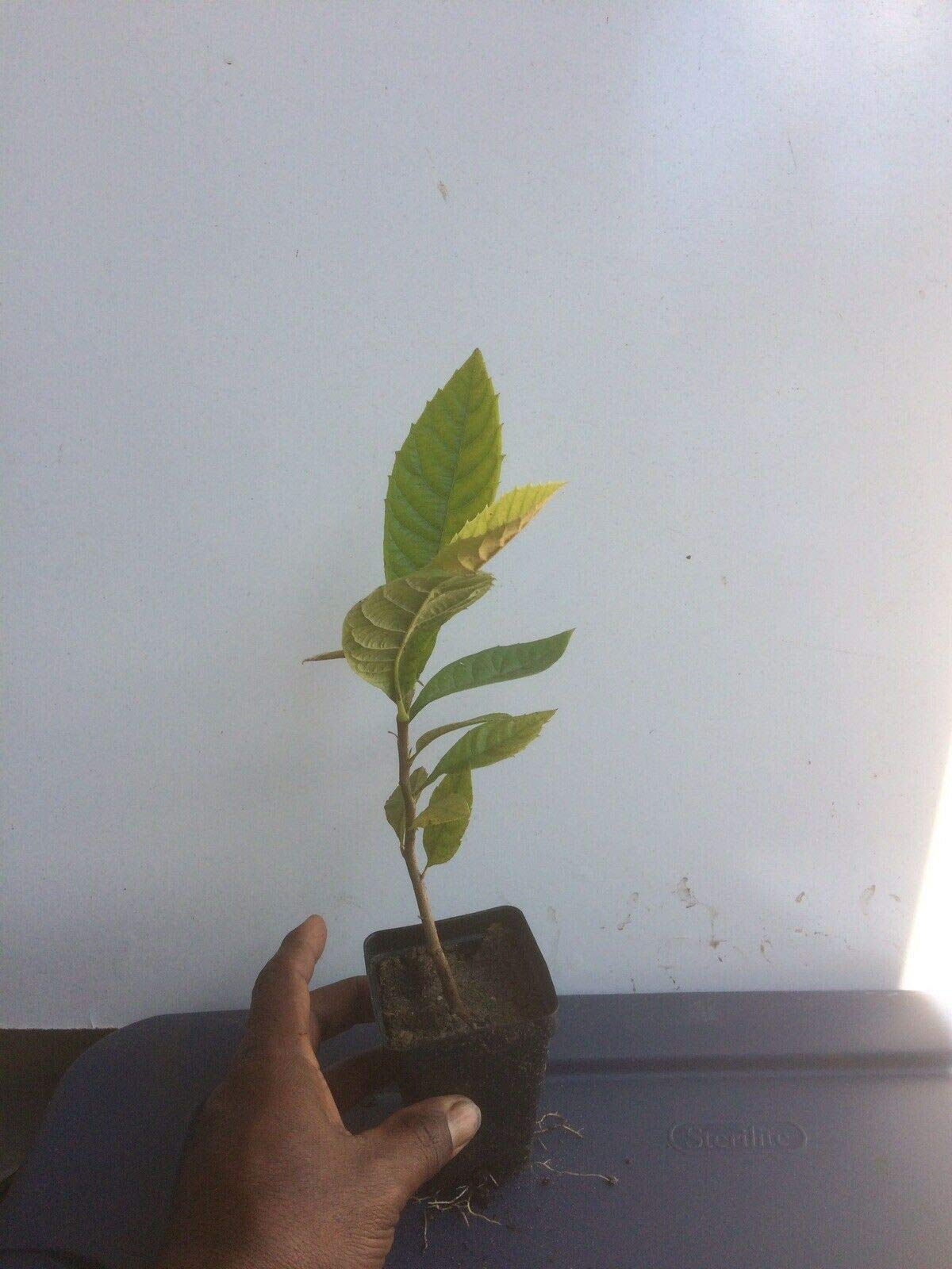 Loquat Tree (Eriobotrya Japonica), Live Tree, Japanese Plump Golden Color Fruit Tree (4-9 Inches)