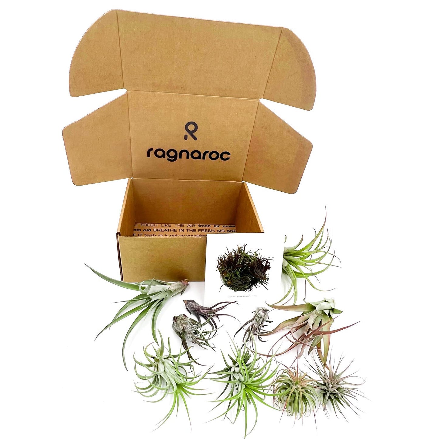 ragnaroc Air Plants - Freyja Gift Box - 10ct - Live Arrival Guaranteed - House Plants for Home Decor & Gift