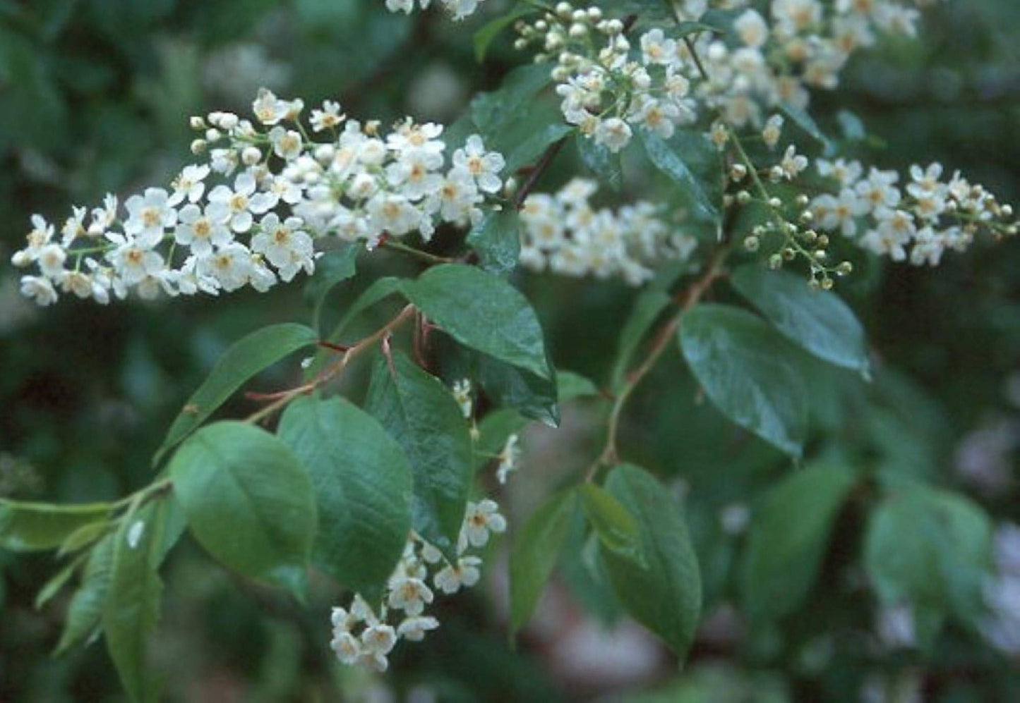 24-36" Tall Chokecherry Prunus virginiana, 2-3 Year Old Bare Root Plant