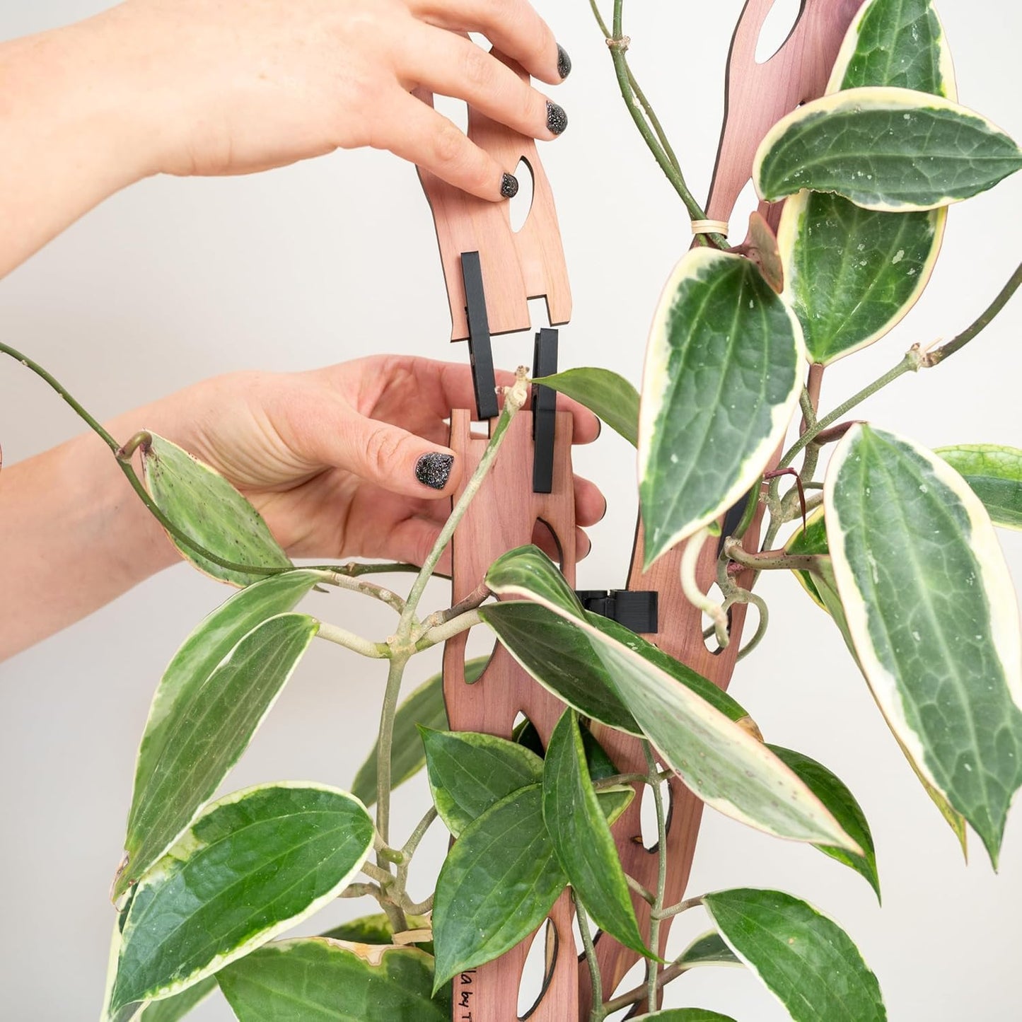 Treleaf Zella Regular Starter Kit – Wooden Extendable Plant Trellis for Indoor Climbing Houseplants – Modular Plant Support with 2 Bases + 2 Extensions - Moss Pole Alternative