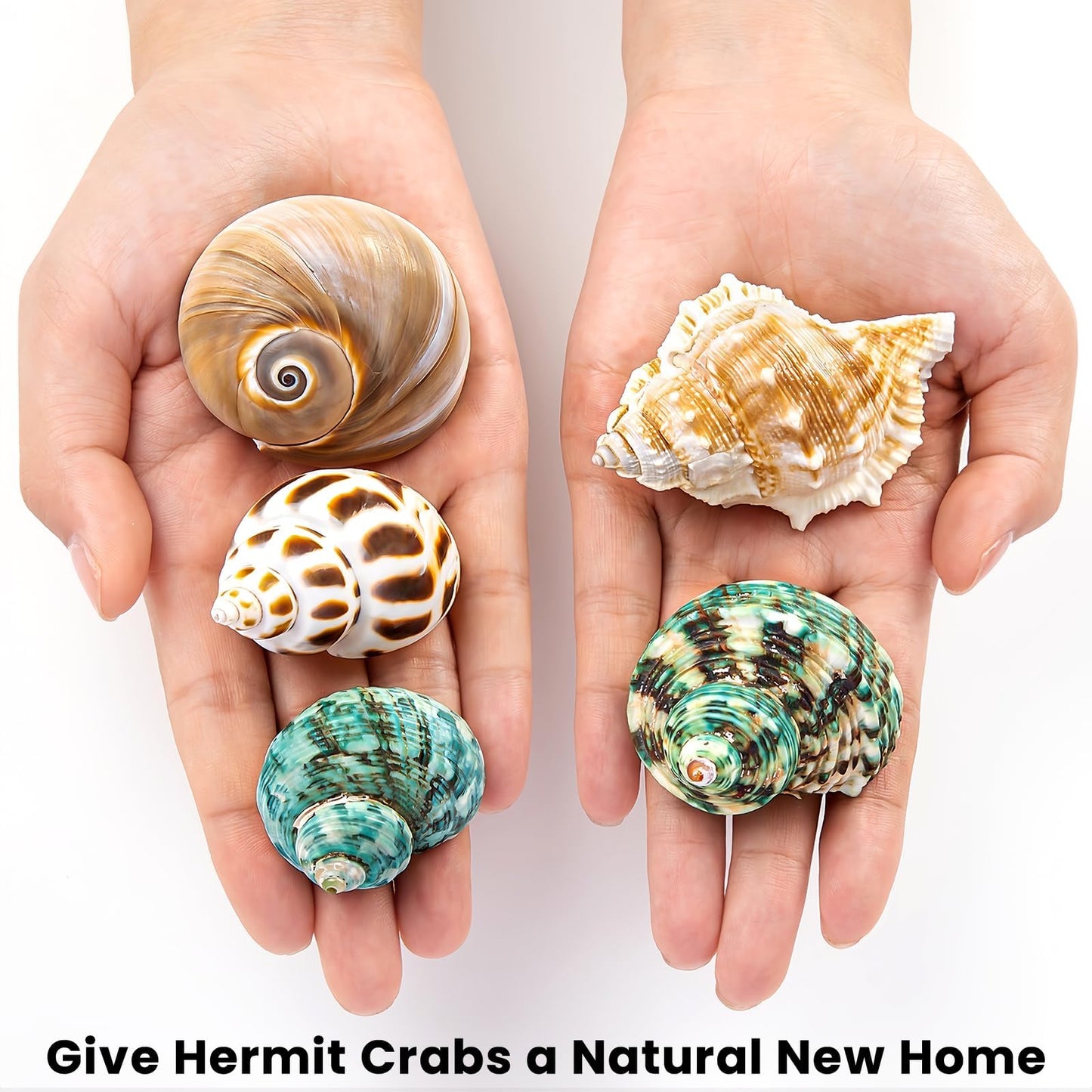 WeDoSoy 5PCS Hermit Crab Shells | Natural Sea Conch Size 2.1" - 2.8", Opening Size 0.9" - 1.5" | Medium Large Turbo Seashells for Hermit Crab Supplies and Beach Decoration Sea Shell