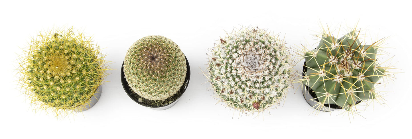 Altman Plants, Assorted Cactus Plants Live Cactus Decor (4PK), Cactus Plant Live Succulents Plants Live in Cactus Soil Potting Mix, Live Cacti Plants Live Succulent Plants Live Plants in Cactus Pot