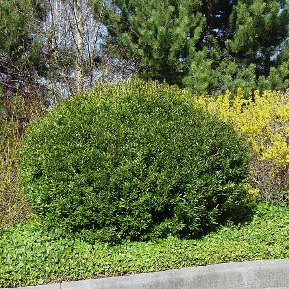 Wax Myrtle Don's Dwarf I 3 Live Plants I Myrica Cerifera | Compact Evergreen Shrub with Aromatic Foliage, Ideal for Small Spaces, Hedges, & Landscape Accents