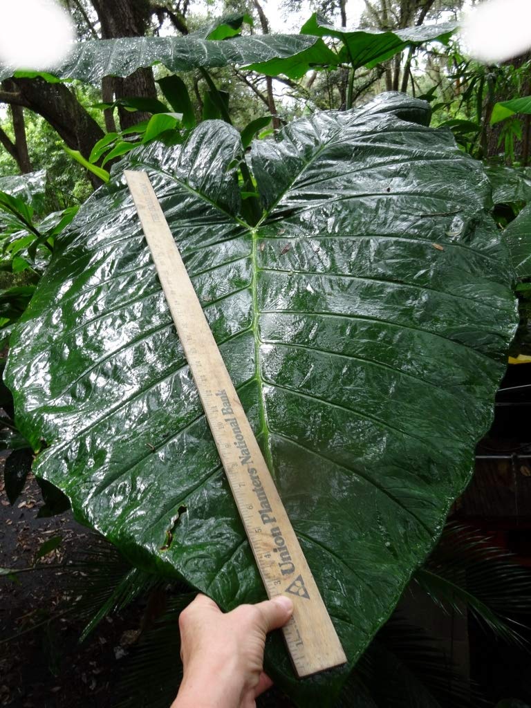 Mary’s Giant Colocasia - Elephant Ear - Taro – One Gallon Plant