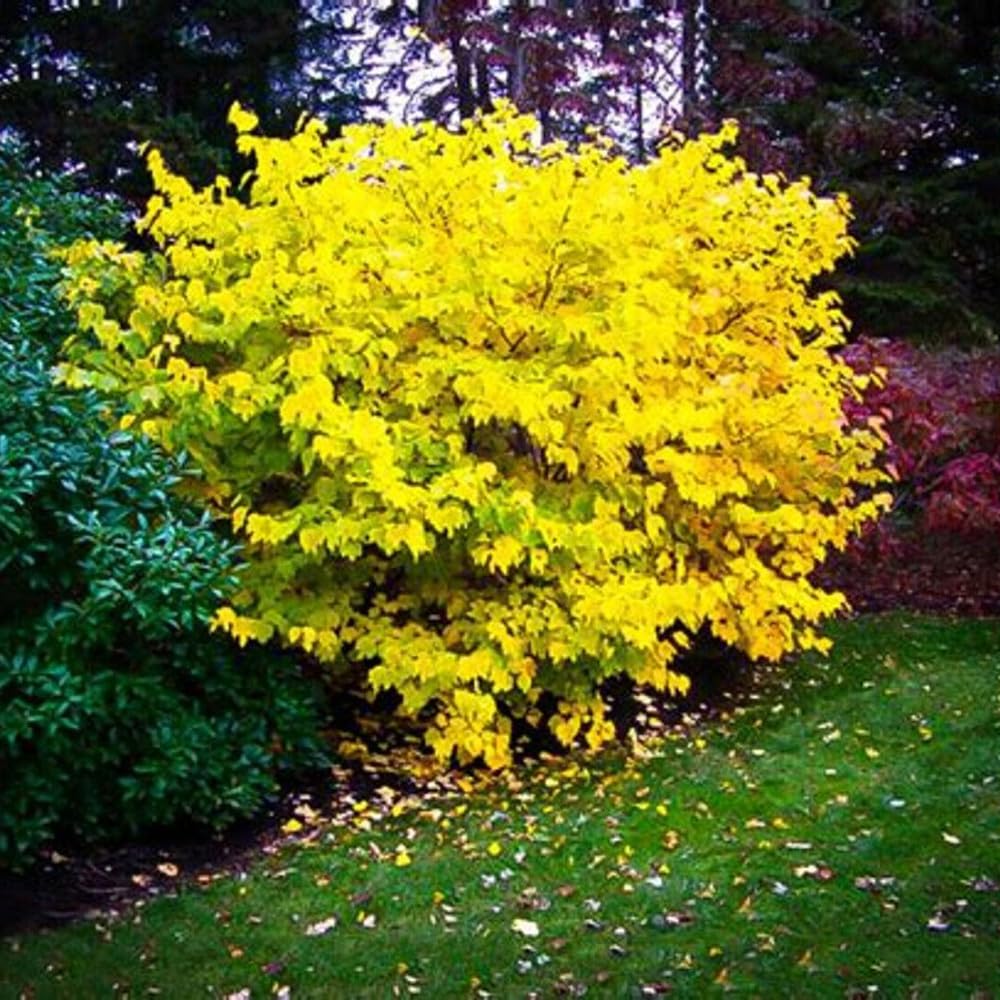 Spicebush Plant Live for Planting, Spicebush Shrub Yellow Flower in Quart Pot,10-14" Tall