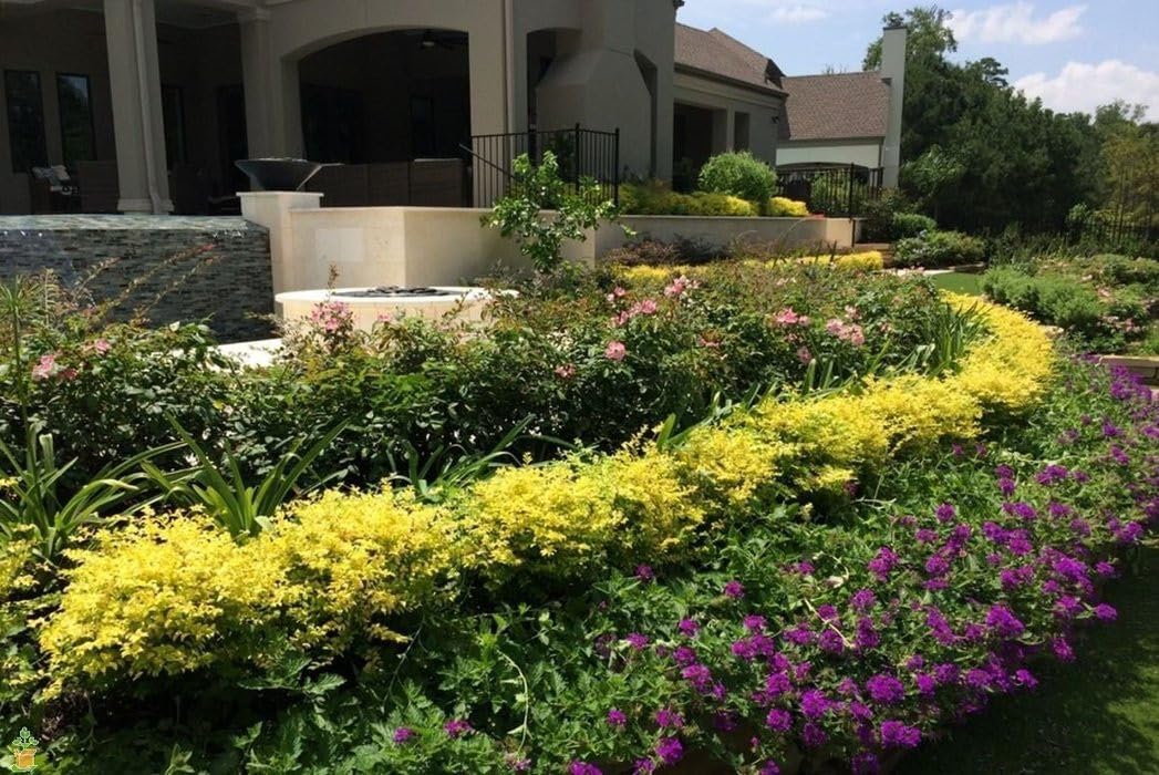 Live Plant - Sunshine Dwarf Ligustrum (Privet) - Live Plant - Full Gallon Pot