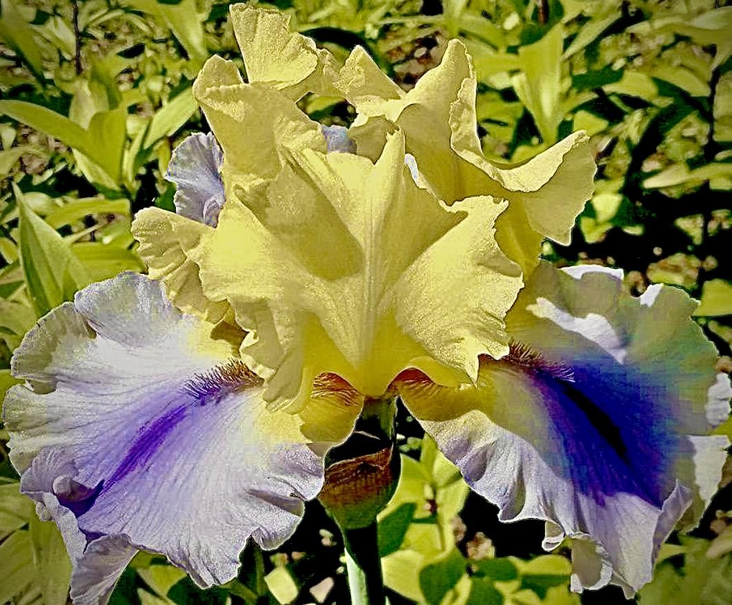 Superb Bearded Iris - 'Easter Candy' - (1) Premium Rhizome