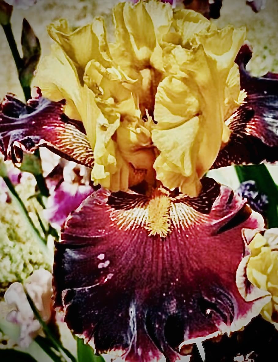 Seeds*Bulbs*Plants*&More Sun Devil Bearded Iris Rhizome, Root, Plant