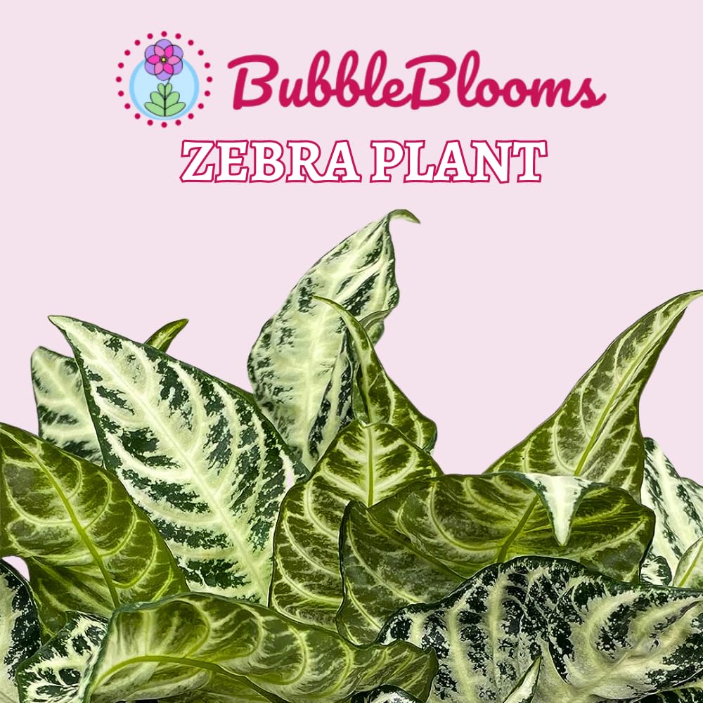 BubbleBlooms Saffron Spike Zebra Plant, Aphelandra squarrosa, Zebraplant in a 4 inch Pot