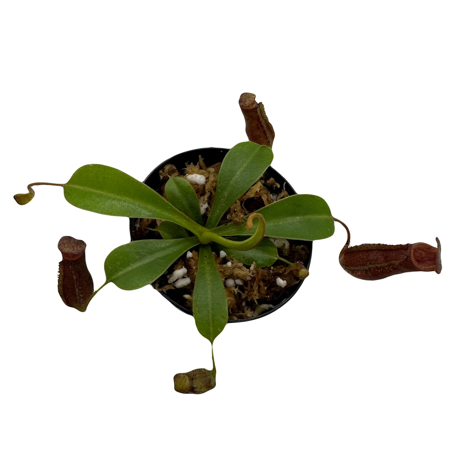 Nepenthes 'Briggsiana' (N.Lowii x N.Ventricosa Red) Tropical Carnivorous Pitcher Plant in 2" Pot