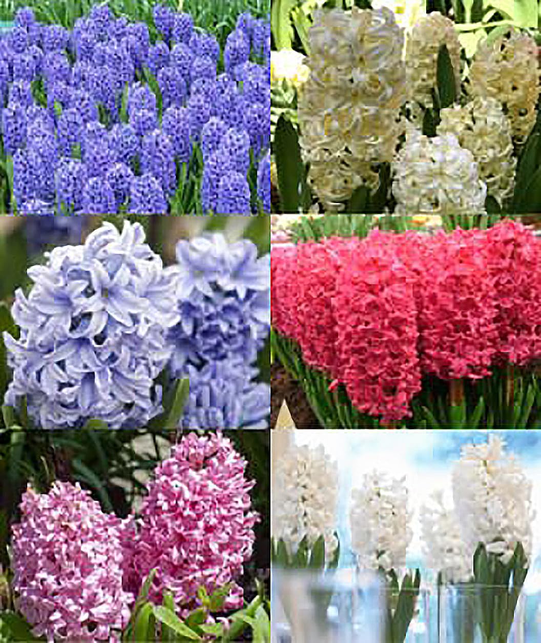 5 Delft Blue Hyacinth Bare Root Bulbs Bulbs Only