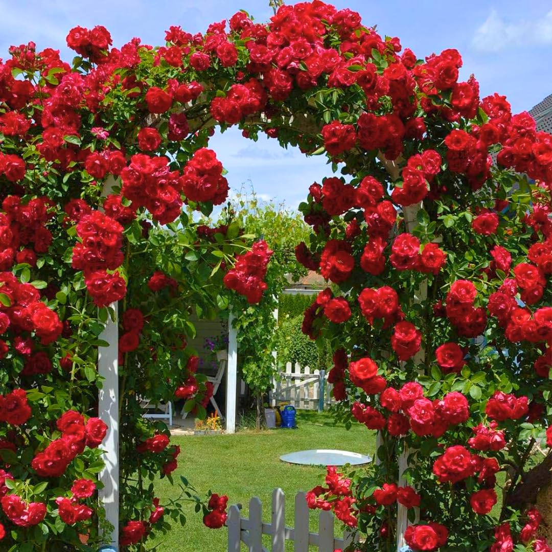 Red Climbing Rose Live Plant, Fragrant Rose Bush Ready to Plants, Zone 5 to 9, Size 3 to 5 Inches and Bare Root