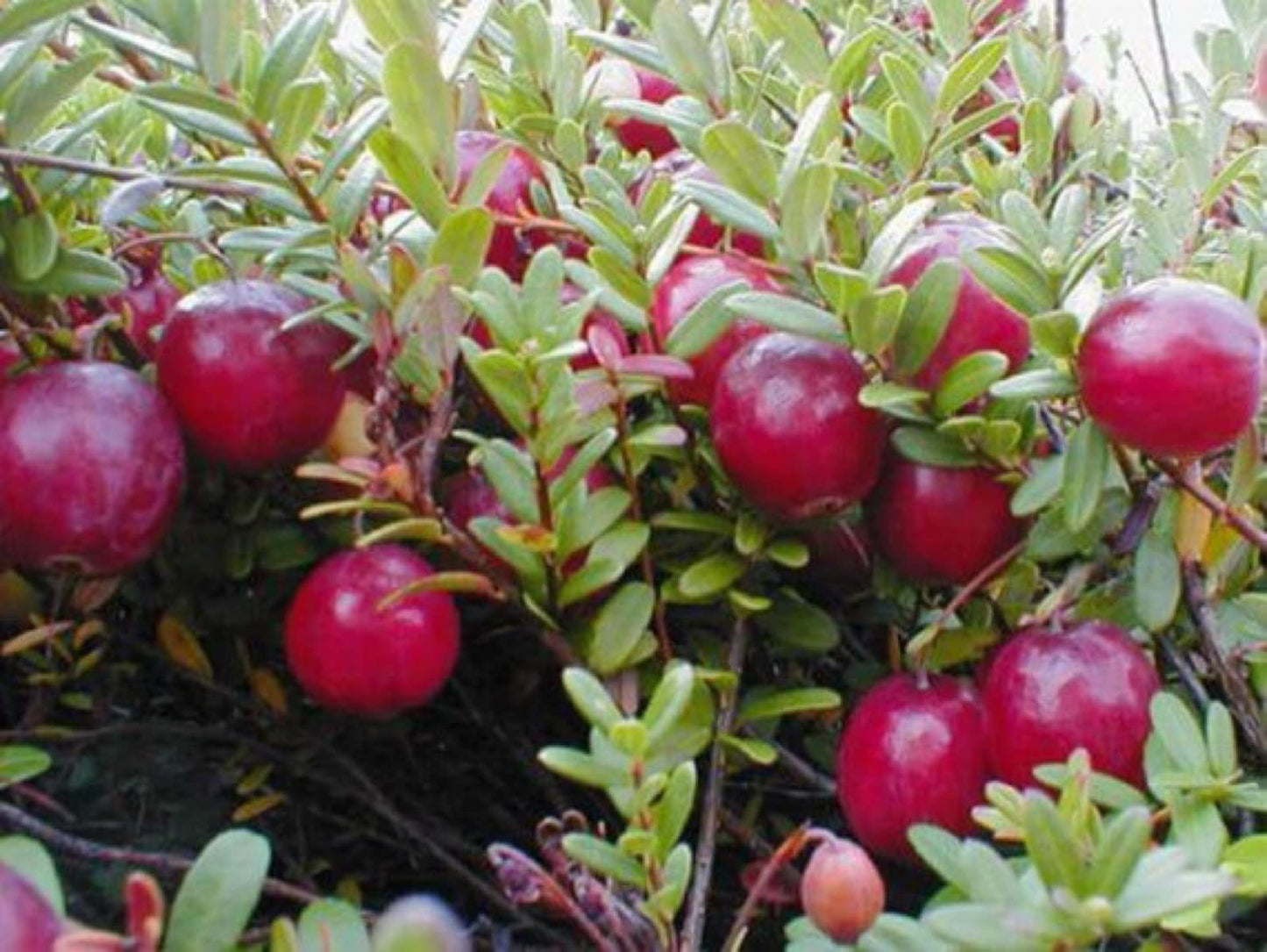 1 Plant Pilgrim Cranberry (Vaccinium Macrocarpon) 1 Year Old