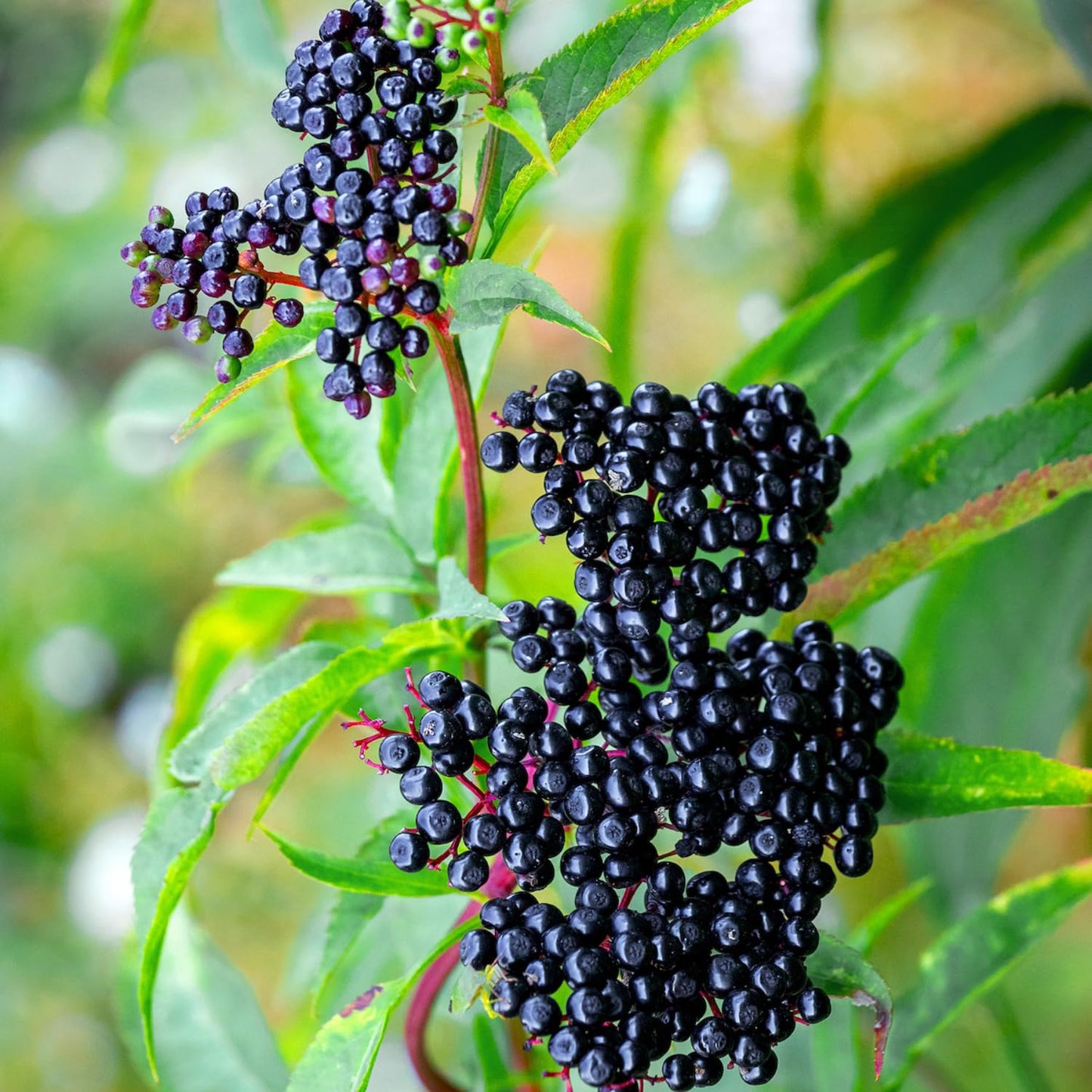 2 American Elderberry Bush, Black Elderberries Plants Live for Planting, 6 to 12 Inch Height, Live Elderberry Tree