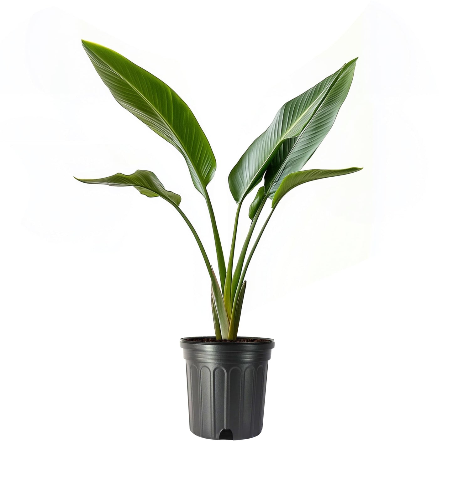 Orange Bird of Paradise | 1 Large Trade Gallon Size Pot | Strelitzia Reginae | Exotic Tropical Plants for Home and Garden | Lush Foliage Accent