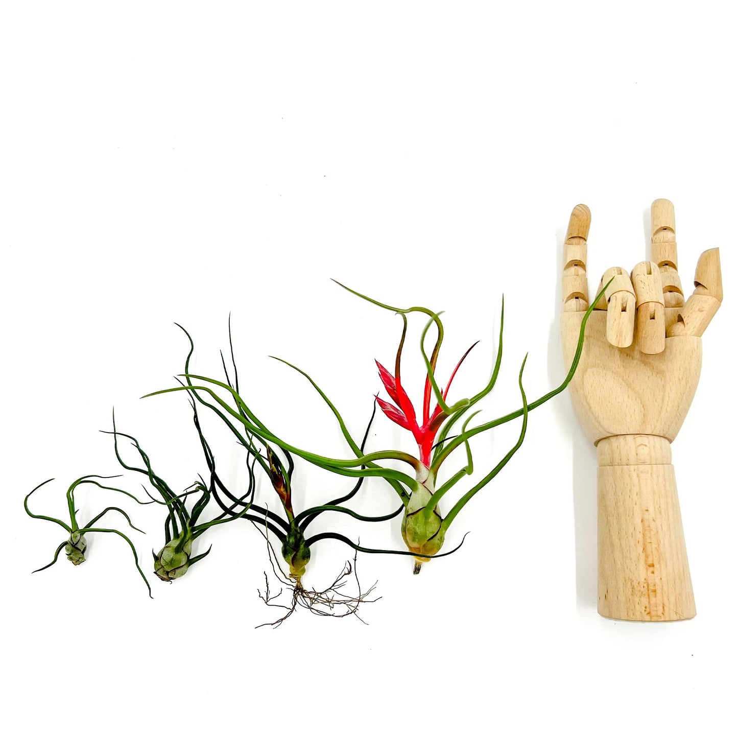 ragnaroc Air Plants - Flowering Tillandsia Bulbosa Belize, Giant 7-9" - 2ct - Live Arrival Guaranteed - House Plants for Home Decor & Gift