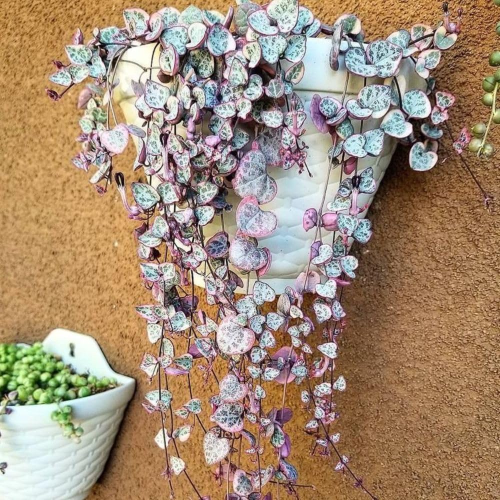 Variegated String of Heart Plant, 2" Pot, Ceropegia Woodii Variegata, Trailing Succulent Vine for Indoor Planting