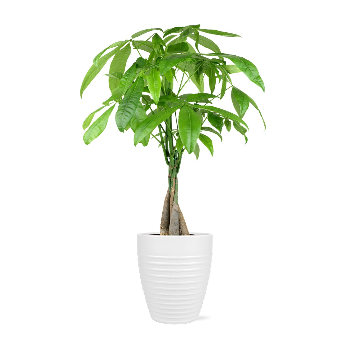 Green Circle Growers 5" Money Tree in White Floramx Pot, Live Indoor Plants, House Plant