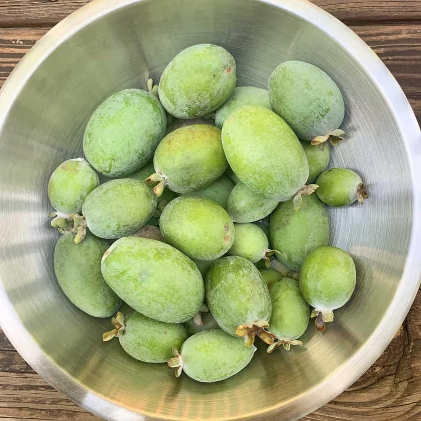 Pack 2 Pineapple Guava Plants Live, 4-8 Inches Tall Starter Plants