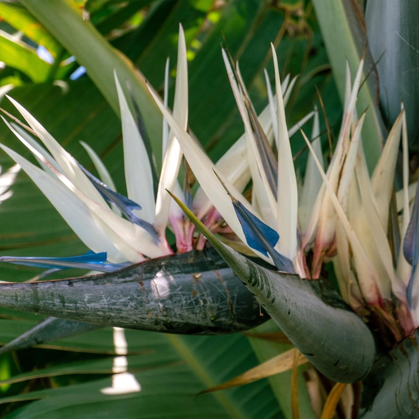 Live Orange & White Birds of Paradise Plant Variety - 'Birds of Paradise' Strelitzia nicolai - ragnaroc Tropical Plant 6-10” Tall - 4ct - Live Arrival Guaranteed - House Plants for Home Decor & Gift