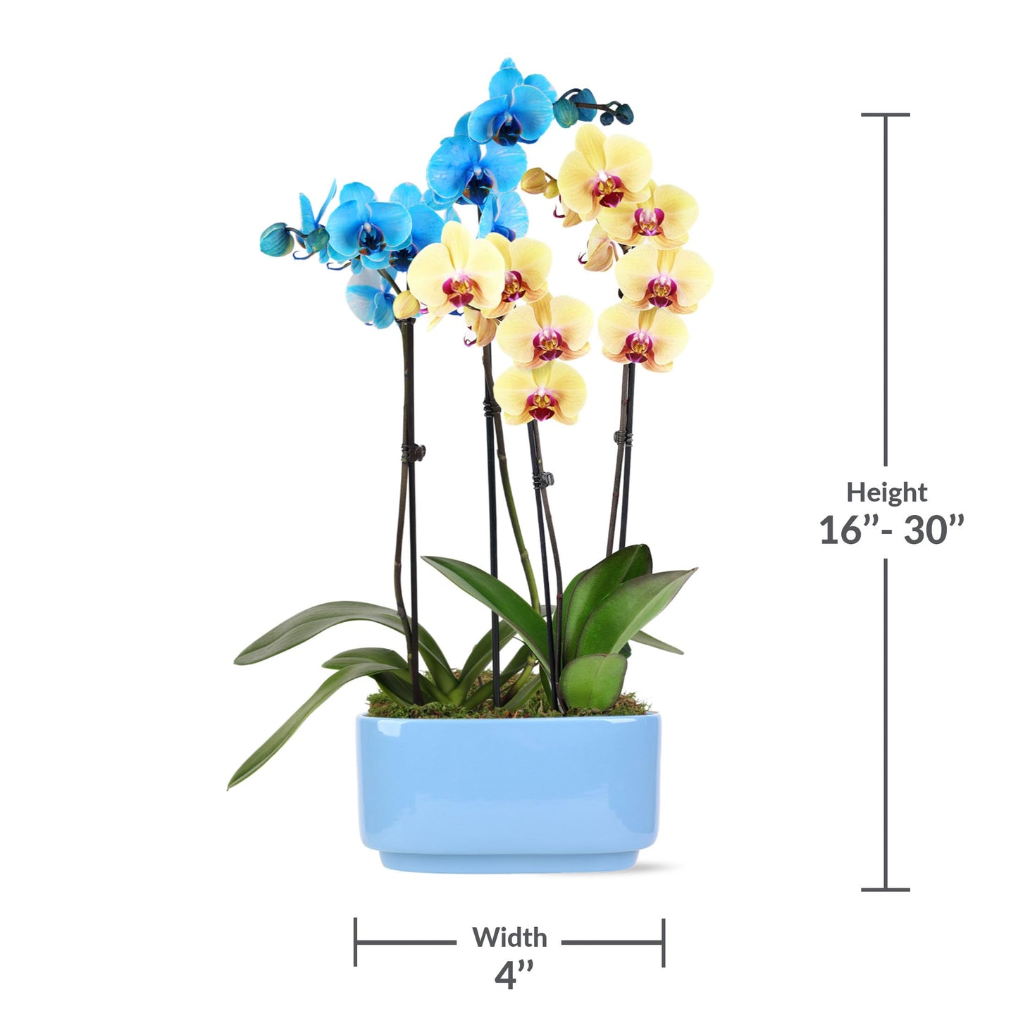 Green Circle Growers 10" Blue and Yellow Orchid in Blue Ceramic Pot, Live Indoor Plants, House Plant