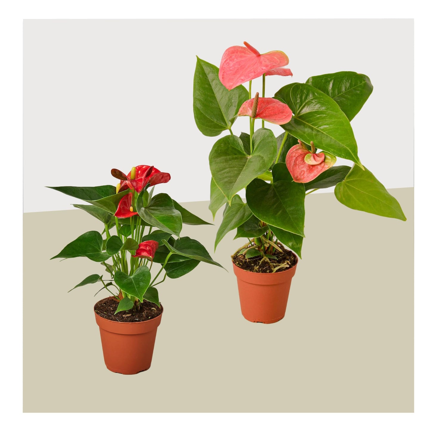 Anthurium Variety 2-Pack - Live House and Garden Plant 4" Pot