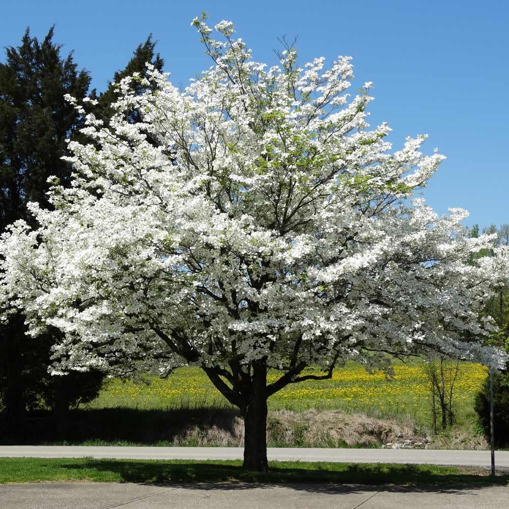 White Dogwood Tree, 8-14 Inch Tall, Quart Pot, Flowering Ornamental Tree for Outdoor Planting and Landscaping